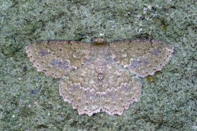 塔粉綠尺蛾 Herochroma cristata 雄蟲