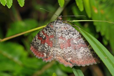 紅帶光尺蛾 Triphosa rubrodotata 雌蟲