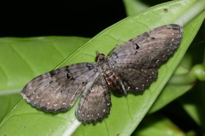 白星考尺蛾 Collix stellata 雌蟲