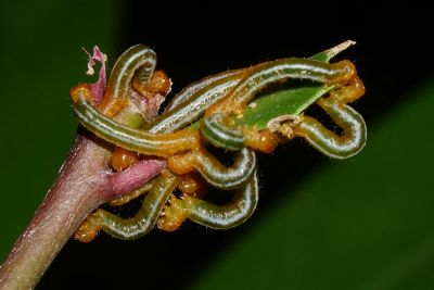 白星考尺蛾 Collix stellata