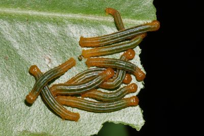 白星考尺蛾 Collix stellata