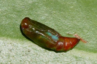 白星考尺蛾 Collix stellata