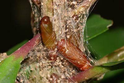 白星考尺蛾 Collix stellata