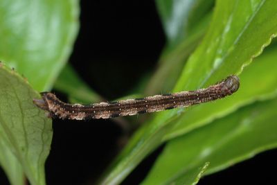 沼尺蛾 Acasis viretata himalayica