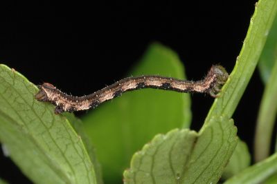沼尺蛾 Acasis viretata himalayica