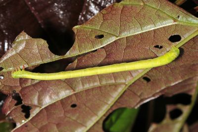 齒紋波尺蛾 Ecliptopera umbrosaria stathera