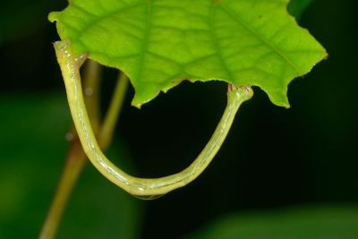 齒紋波尺蛾 Ecliptopera umbrosaria stathera