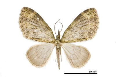 沼尺蛾 Acasis viretata himalayica 雄蟲