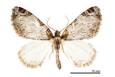 灰褐大波尺蛾 Anticlea canaliculata 雄蟲