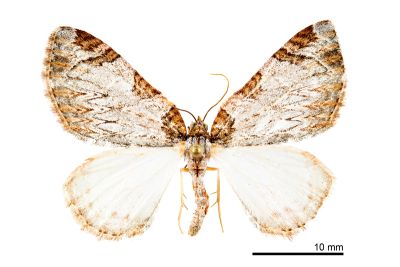 灰褐大波尺蛾 Anticlea canaliculata 雌蟲
