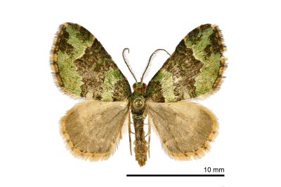 綠芹尺蛾 Apithecia viridata wilemani 雄蟲