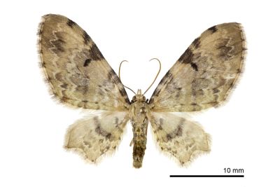 印度廣卜尺蛾 Brabira artemidora pallida 雌蟲
