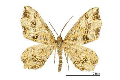 窗紋波尺蛾 Carige scutilimbata 雄蟲