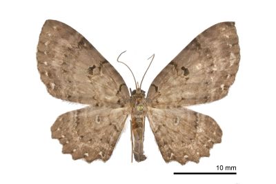 白星考尺蛾 Collix stellata 雌蟲