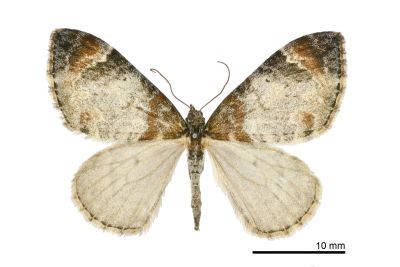 白雲波尺蛾 Dysstroma cinereata cinereata 雌蟲