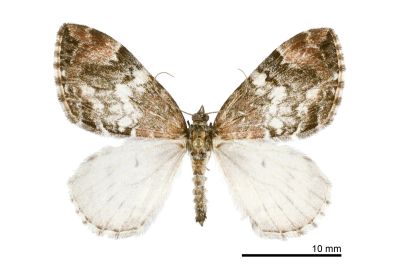 煙雲波尺蛾 Dysstroma calamistrata scalata 雄蟲