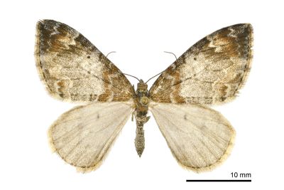 白雲波尺蛾 Dysstroma cinereata cinereata 雌蟲