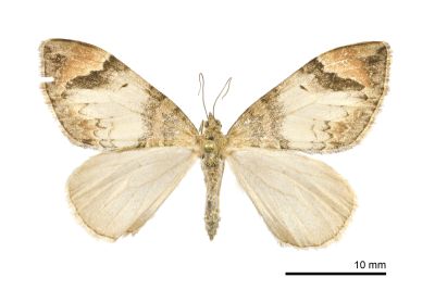 烏雲波尺蛾 Dysstroma dentifera 雌蟲
