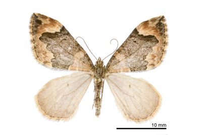 黃緣烏雲波尺蛾 Dysstroma sikkimensis 雌蟲
