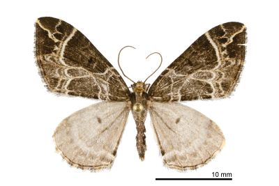 文脈齒紋波尺蛾 Ecliptopera dimita dimita 雄蟲