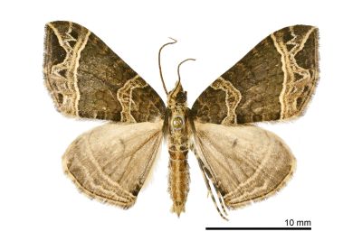 齒紋波尺蛾 Ecliptopera umbrosaria stathera 雄蟲