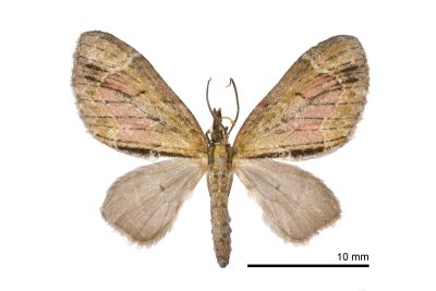 小雙線波尺蛾 Epilobophora nishizawai 雄蟲