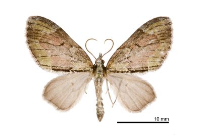 小雙線波尺蛾 Epilobophora nishizawai 雌蟲