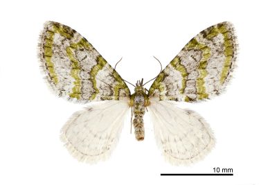 雅夷尺蛾 Esakiopteryx venusta 雌蟲