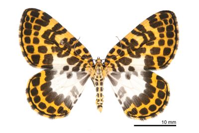 後泛白豹斑枯葉尺蛾 Gandaritis octoscripta 雄蟲