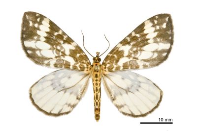 白珠枯葉尺蛾 Gandaritis subalba 雌蟲