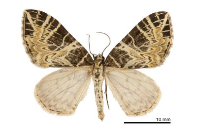 張氏褥尺蛾 Eustroma changi 雄蟲