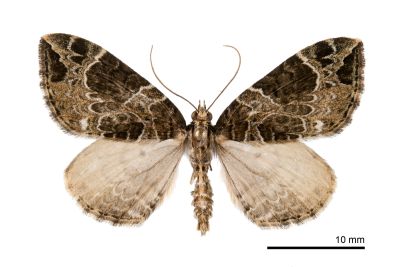 黑油漬褥尺蛾 Eustroma melancholica interrupta 雄蟲