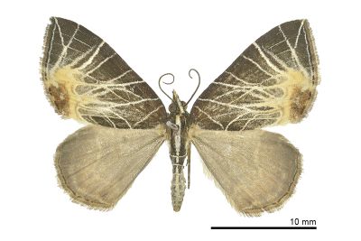 煙火匯紋尺蛾 Evecliptopera illitata acreta 雌蟲