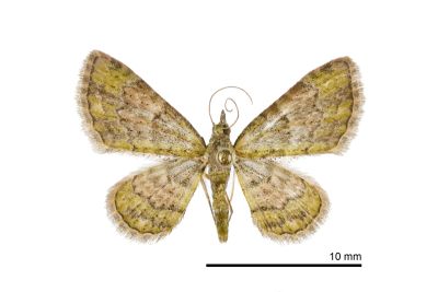 卡小波尺蛾 Calluga costalis 雌蟲