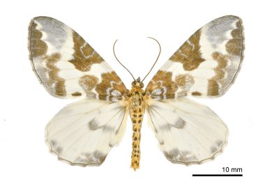 Callabraxas fabiolaria candida 雄蟲