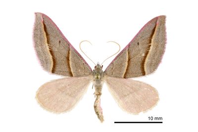 臺灣盜尺蛾 Docirava flavilinata 雌蟲