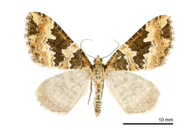 平焰尺蛾 Electrophaes moltrechti 雄蟲