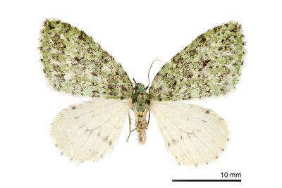 臺灣秋白尺蛾 Epirrita faenaria 雌蟲