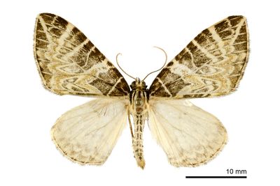 張氏褥尺蛾 Eustroma changi 雄蟲