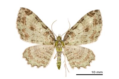 褐斑鏽尺蛾 Horisme macularia 雄蟲