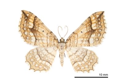 網斑波尺蛾 Laciniodes umbrosus 雌蟲