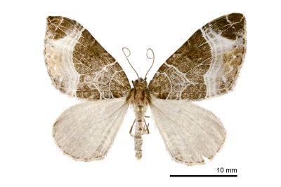 蜘網嵐波尺蛾 Lampropteryx argentilineata nitidaria 雄蟲