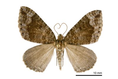 印度嵐波尺蛾 Lampropteryx chalybearia 雄蟲