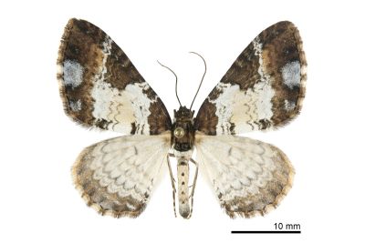 大串珠波尺蛾 Melanthia procellata szechuanensis 雌蟲