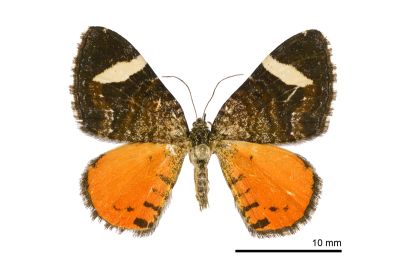 後橙白波尺蛾 Phoenissa brephos albofascia 雌蟲