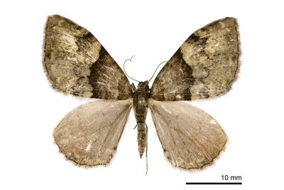凌幅尺蛾 Photoscotosia atrostrigata 雌蟲