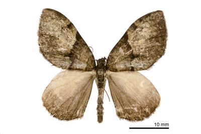 凌幅尺蛾 Photoscotosia atrostrigata 雄蟲