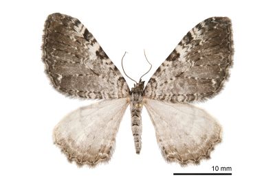 斑緣汝尺蛾 Rheumaptera albofasciata 雌蟲