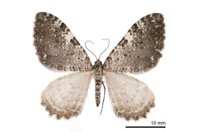 斑緣汝尺蛾 Rheumaptera albofasciata 雄蟲