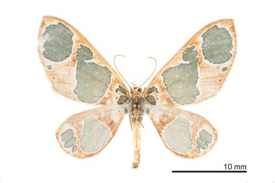 藍月尺蛾 Teinoloba perspicillata 雄蟲